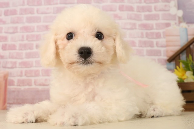 兵庫県のビションフリーゼ (Coo&RIKU神戸垂水店/2025年5月31日生まれ/女の子/ホワイト)の子犬の3枚目の画像