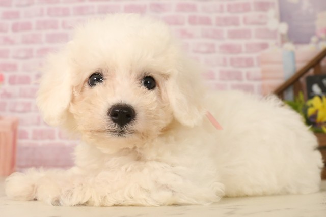 兵庫県のビションフリーゼ (Coo&RIKU明石店/2025年5月31日生まれ/女の子/ホワイト)の子犬の3枚目の画像
