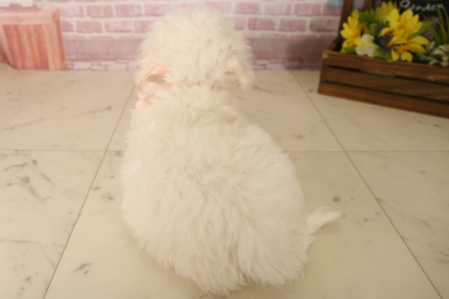 兵庫県のビションフリーゼ (Coo&RIKU明石店/2025年5月31日生まれ/女の子/ホワイト)の子犬の4枚目の画像
