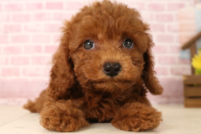 大阪府のトイプードル(トイ) (Coo&RIKU阿倍野店/2025年6月1日生まれ/男の子/レッド)の子犬の1枚目の画像