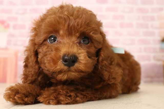 大阪府のトイプードル(トイ) (Coo&RIKU阿倍野店/2025年6月1日生まれ/男の子/レッド)の子犬の3枚目の画像