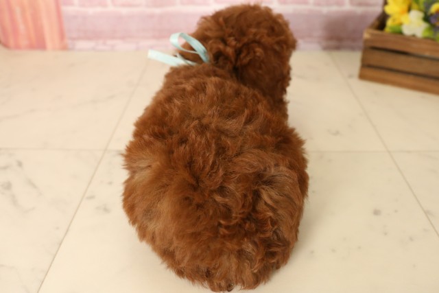 大阪府のトイプードル(トイ) (Coo&RIKU阿倍野店/2025年6月1日生まれ/男の子/レッド)の子犬の4枚目の画像