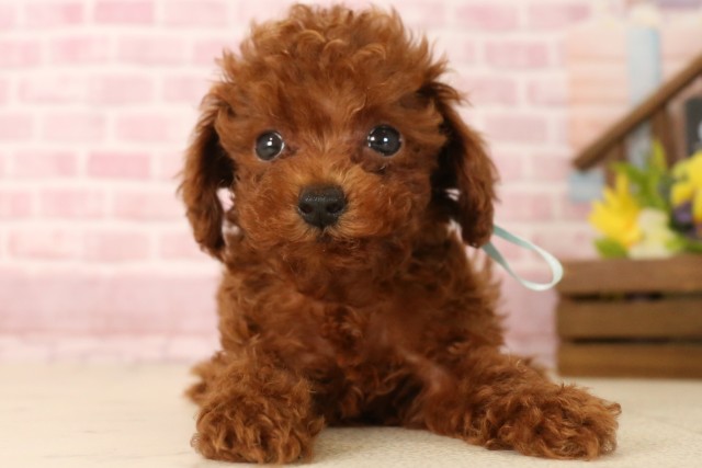 高知県のトイプードル(トイ) (Coo&RIKU高知御座店/2025年6月1日生まれ/男の子/レッド)の子犬の1枚目の画像