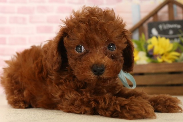 高知県のトイプードル(トイ) (Coo&RIKU高知御座店/2025年6月1日生まれ/男の子/レッド)の子犬の2枚目の画像