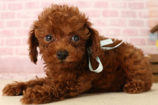 高知県のトイプードル(トイ) (Coo&RIKU高知御座店/2025年6月1日生まれ/男の子/レッド)の子犬の3枚目の画像