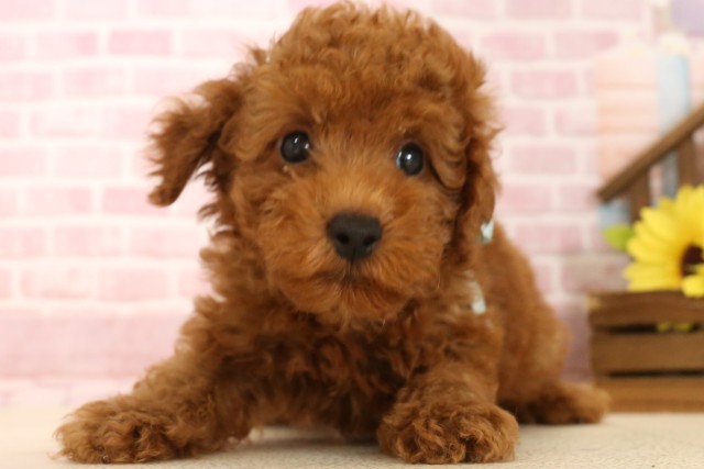 滋賀県のトイプードル(トイ) (Coo&RIKU長浜店/2025年5月28日生まれ/男の子/レッド)の子犬の1枚目の画像