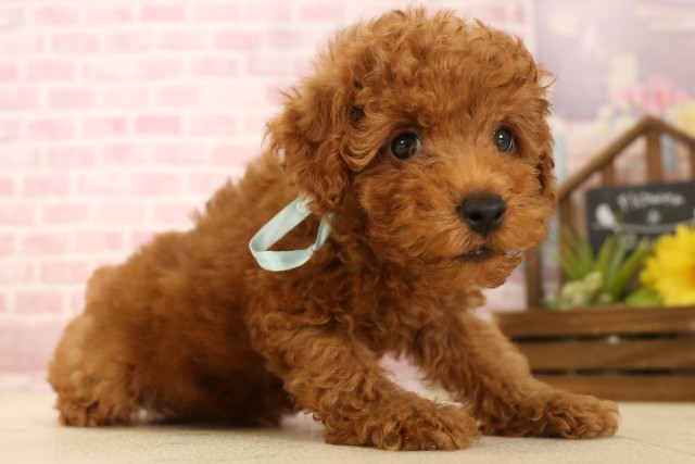 滋賀県のトイプードル(トイ) (Coo&RIKU長浜店/2025年5月28日生まれ/男の子/レッド)の子犬の2枚目の画像