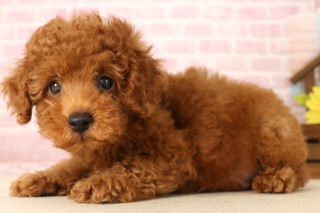 滋賀県のトイプードル(トイ) (Coo&RIKU長浜店/2025年5月28日生まれ/男の子/レッド)の子犬の3枚目の画像