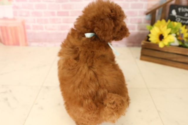 滋賀県のトイプードル(トイ) (Coo&RIKU長浜店/2025年5月28日生まれ/男の子/レッド)の子犬の4枚目の画像