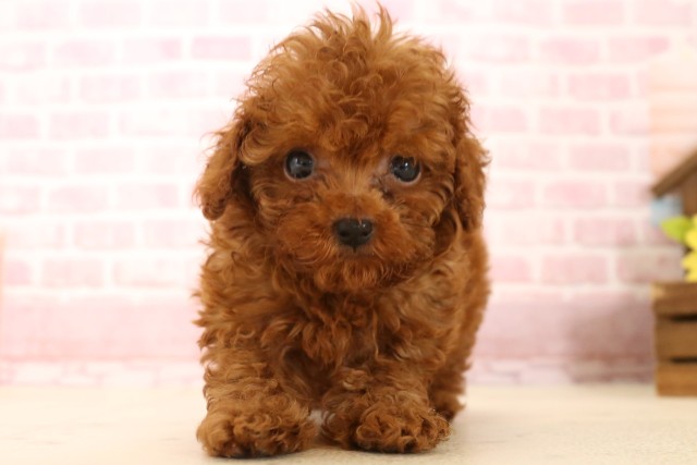 京都府のトイプードル(トイ) (Coo&RIKU舞鶴店/2025年5月28日生まれ/男の子/レッド)の子犬の1枚目の画像