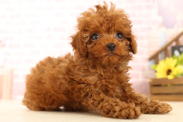 京都府のトイプードル(トイ) (Coo&RIKU舞鶴店/2025年5月28日生まれ/男の子/レッド)の子犬の2枚目の画像