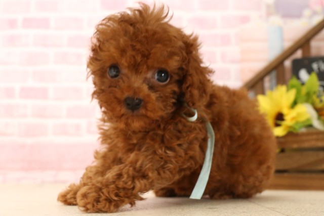 京都府のトイプードル(トイ) (Coo&RIKU舞鶴店/2025年5月28日生まれ/男の子/レッド)の子犬の3枚目の画像