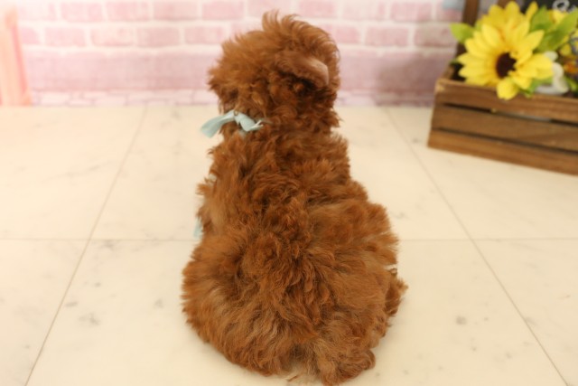 京都府のトイプードル(トイ) (Coo&RIKU舞鶴店/2025年5月28日生まれ/男の子/レッド)の子犬の4枚目の画像