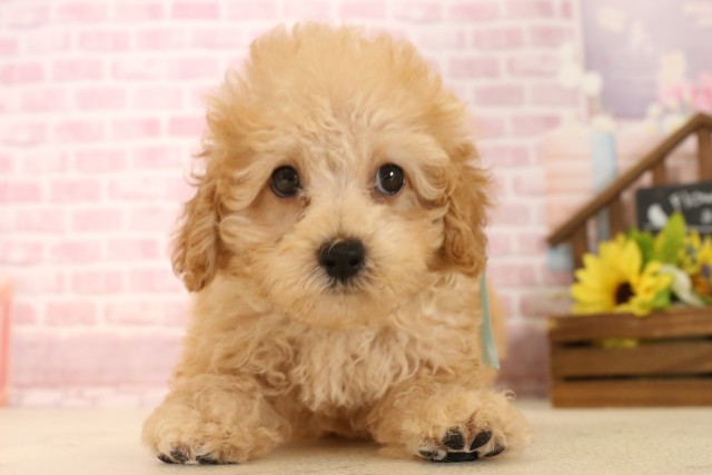 兵庫県のトイプードル(トイ) (Coo&RIKU尼崎店/2025年5月28日生まれ/男の子/クリーム)の子犬の1枚目の画像