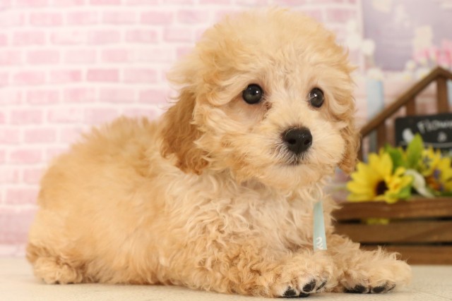 兵庫県のトイプードル(トイ) (Coo&RIKU尼崎店/2025年5月28日生まれ/男の子/クリーム)の子犬の2枚目の画像