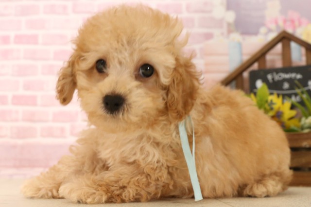 兵庫県のトイプードル(トイ) (Coo&RIKU尼崎店/2025年5月28日生まれ/男の子/クリーム)の子犬の3枚目の画像