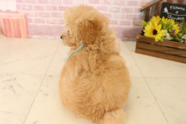 兵庫県のトイプードル(トイ) (Coo&RIKU尼崎店/2025年5月28日生まれ/男の子/クリーム)の子犬の4枚目の画像