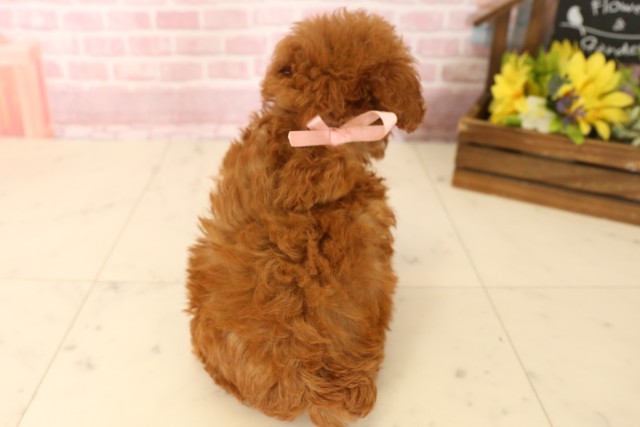 佐賀県のトイプードル(トイ) (Coo&RIKU佐賀神埼店/2025年5月28日生まれ/女の子/レッド)の子犬の4枚目の画像