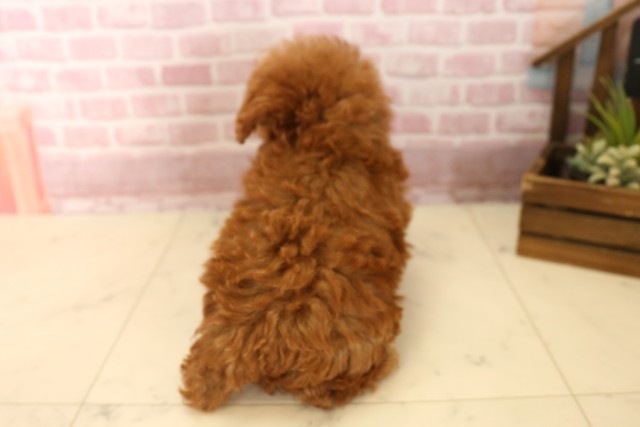 大阪府のトイプードル(トイ) (Coo&RIKU松原店/2025年5月29日生まれ/男の子/レッド)の子犬の4枚目の画像