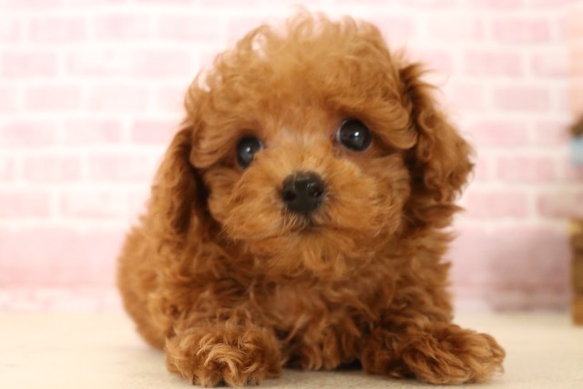 兵庫県のトイプードル(トイ) (Coo&RIKU神戸垂水店/2025年5月29日生まれ/男の子/レッド)の子犬の1枚目の画像