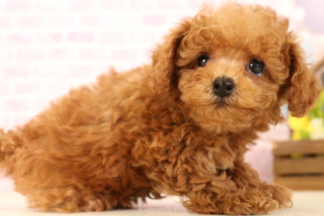 兵庫県のトイプードル(トイ) (Coo&RIKU神戸垂水店/2025年5月29日生まれ/男の子/レッド)の子犬の2枚目の画像