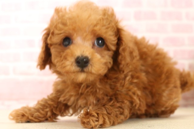 兵庫県のトイプードル(トイ) (Coo&RIKU神戸垂水店/2025年5月29日生まれ/男の子/レッド)の子犬の3枚目の画像