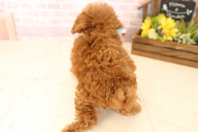 兵庫県のトイプードル(トイ) (Coo&RIKU神戸垂水店/2025年5月29日生まれ/男の子/レッド)の子犬の4枚目の画像