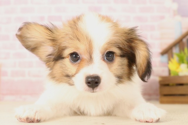 大阪府のパピヨン (Coo&RIKU高槻店/2025年5月31日生まれ/男の子/ホワイトブラウン)の子犬の1枚目の画像