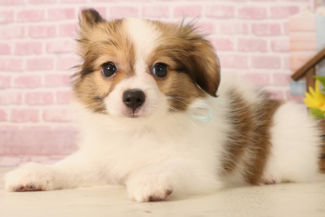 大阪府のパピヨン (Coo&RIKU高槻店/2025年5月31日生まれ/男の子/ホワイトブラウン)の子犬の3枚目の画像