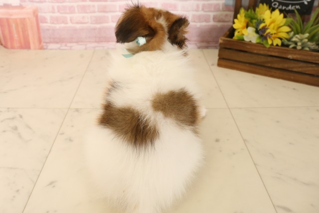 大阪府のパピヨン (Coo&RIKU高槻店/2025年5月31日生まれ/男の子/ホワイトブラウン)の子犬の4枚目の画像