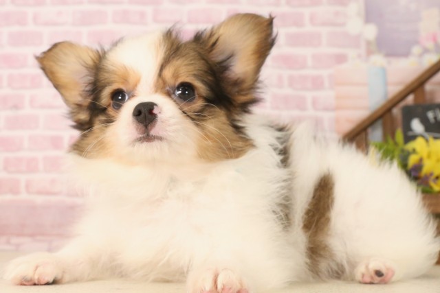 京都府のパピヨン (Coo&RIKU舞鶴店/2025年5月31日生まれ/男の子/ホワイトブラウン)の子犬の2枚目の画像
