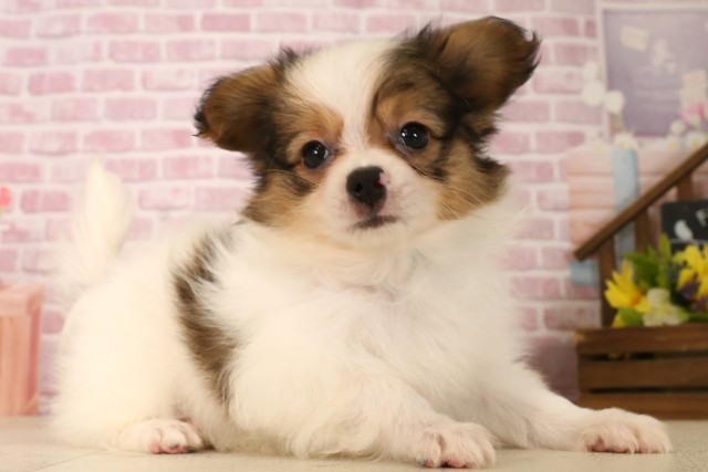 京都府のパピヨン (Coo&RIKU舞鶴店/2025年5月31日生まれ/男の子/ホワイトブラウン)の子犬の3枚目の画像