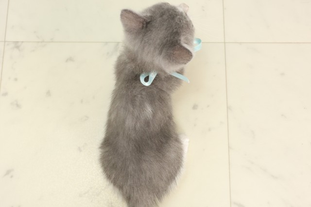 広島県のマンチカン (Coo&RIKU広島北店/2025年5月22日生まれ/男の子/ブルーホワイト)の子猫の4枚目の画像