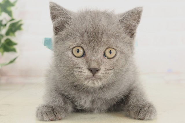 岡山県のブリティッシュショートヘアー (Coo&RIKU岡山店/2025年5月30日生まれ/男の子/ブルー)の子猫