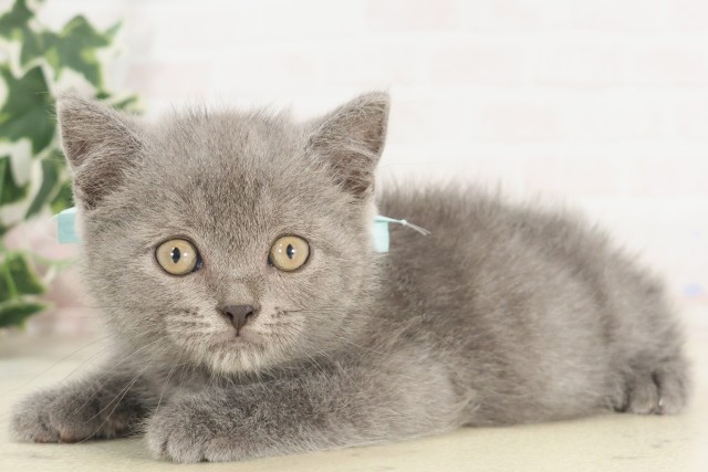 岡山県のブリティッシュショートヘアー (Coo&RIKU岡山店/2025年5月30日生まれ/男の子/ブルー)の子猫の3枚目の画像