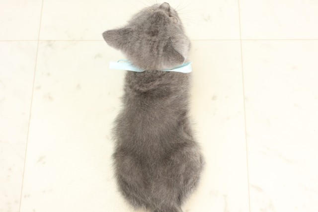 岡山県のブリティッシュショートヘアー (Coo&RIKU岡山店/2025年5月30日生まれ/男の子/ブルー)の子猫の4枚目の画像