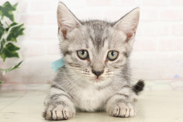 広島県のマンチカン (Coo&RIKUゆめタウン大竹店/2025年5月30日生まれ/男の子/シルバータビー)の子猫の1枚目の画像