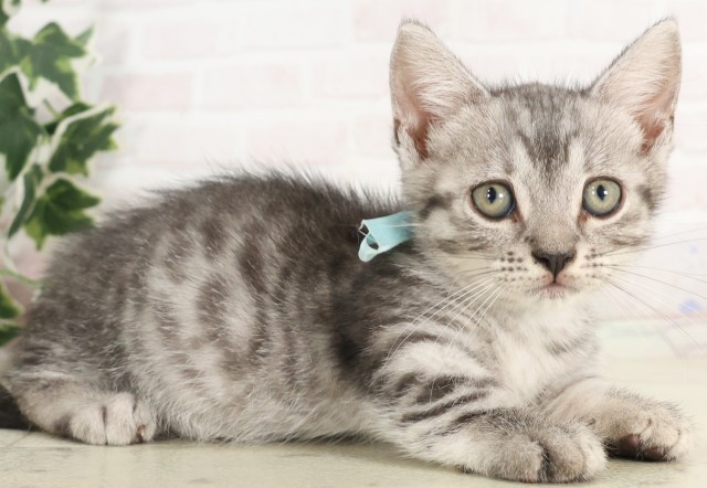 広島県のマンチカン (Coo&RIKUゆめタウン大竹店/2025年5月30日生まれ/男の子/シルバータビー)の子猫の2枚目の画像