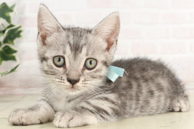 広島県のマンチカン (Coo&RIKUゆめタウン大竹店/2025年5月30日生まれ/男の子/シルバータビー)の子猫の3枚目の画像