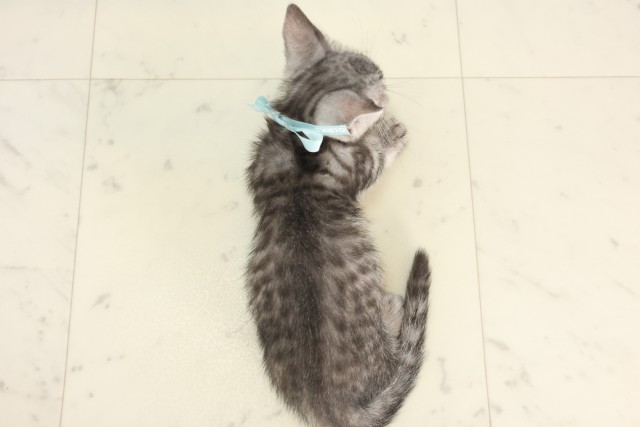 広島県のマンチカン (Coo&RIKUゆめタウン大竹店/2025年5月30日生まれ/男の子/シルバータビー)の子猫の4枚目の画像