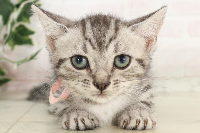 福岡県のマンチカン (Coo&RIKU行橋店/2025年5月30日生まれ/女の子/シルバータビー)の子猫の1枚目の画像
