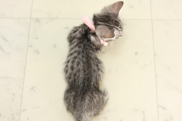 福岡県のマンチカン (Coo&RIKU行橋店/2025年5月30日生まれ/女の子/シルバータビー)の子猫の4枚目の画像