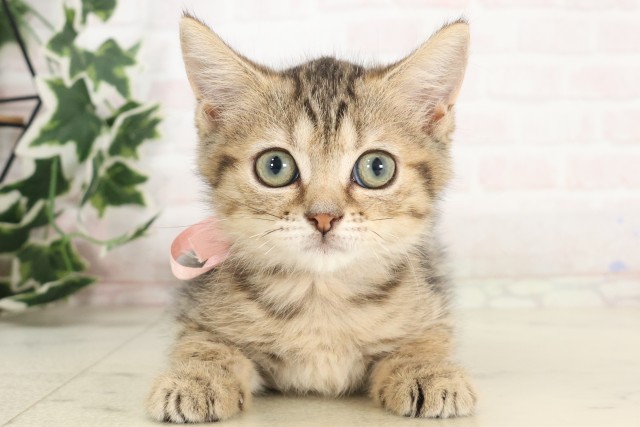 長崎県のマンチカン (Coo&RIKU長崎佐世保店/2025年5月7日生まれ/女の子/ブラウンタビー)の子猫の1枚目の画像