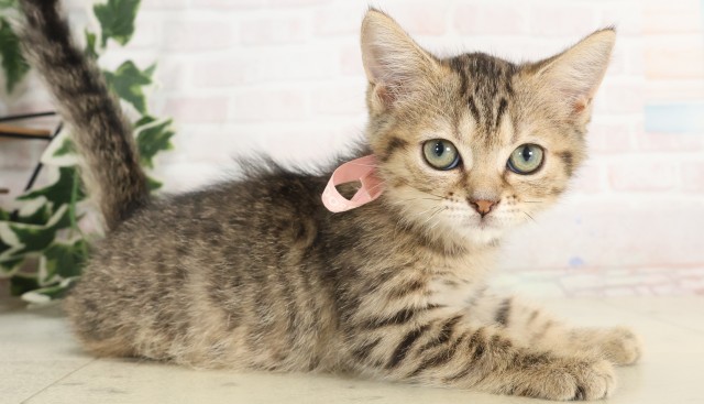 長崎県のマンチカン (Coo&RIKU長崎佐世保店/2025年5月7日生まれ/女の子/ブラウンタビー)の子猫の2枚目の画像
