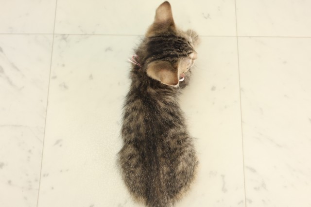 長崎県のマンチカン (Coo&RIKU長崎佐世保店/2025年5月7日生まれ/女の子/ブラウンタビー)の子猫の4枚目の画像