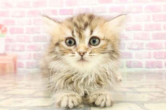 北海道のミヌエット (Coo&RIKU岩見沢店/2025年5月28日生まれ/女の子/ブラウンタビー)の子猫の1枚目の画像