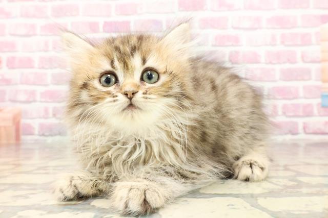北海道のミヌエット (Coo&RIKU岩見沢店/2025年5月28日生まれ/女の子/ブラウンタビー)の子猫の2枚目の画像