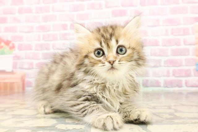 北海道のミヌエット (Coo&RIKU岩見沢店/2025年5月28日生まれ/女の子/ブラウンタビー)の子猫の3枚目の画像