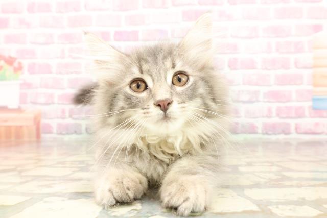 ノルウェージャン・フォレストキャット