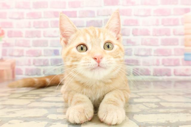 栃木県のアメリカンショートヘアー (Coo&RIKU小山店/2025年5月28日生まれ/女の子/レッドタビー)の子猫の1枚目の画像